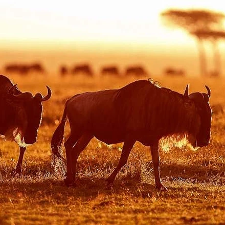 MASAI MARA AMAZING BUDGET SAFARI