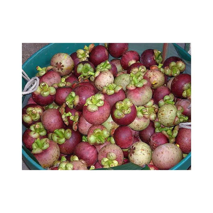 High Quality Premium Grade Mangosteen Fresh Fruit From Thailand