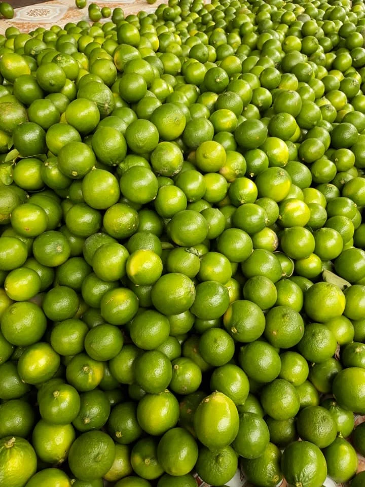 
FRESH GREEN LEMON NO SEED ORIGIN VIETNAM 