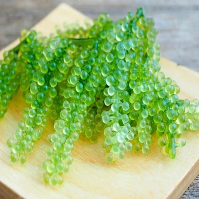 Very reasonable prices and high quality Natural Seaweed from Viet Nam