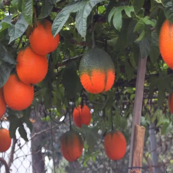 Natural red Gac Fruit Momordica fruit for export