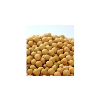 Большое количество семян сои хорошего качества для выдавливания оптом соевые семена