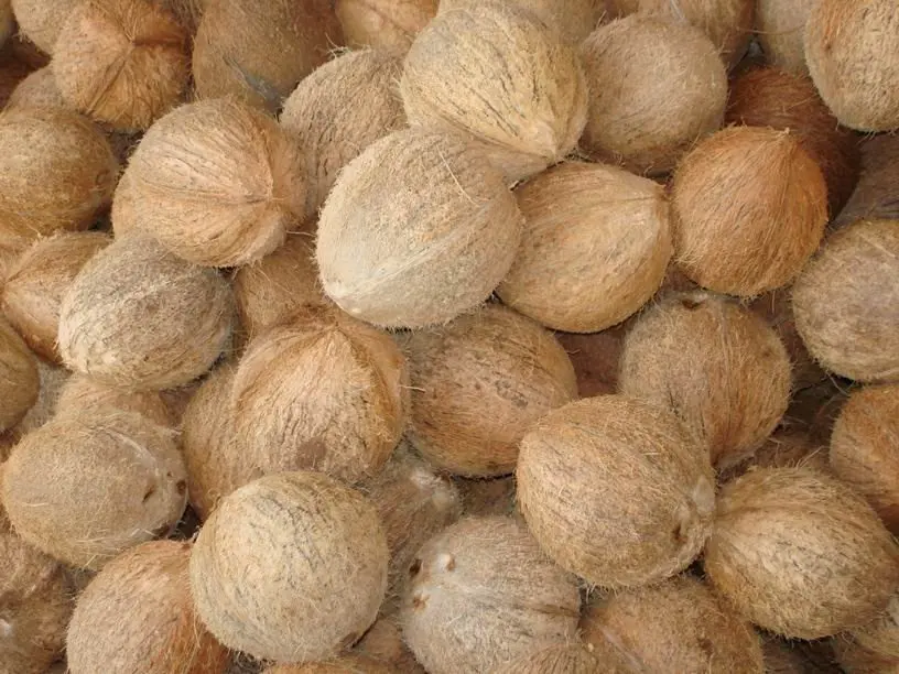 
High Quality Semi Husked Mature Coconut From Vietnam 0084 815570479 