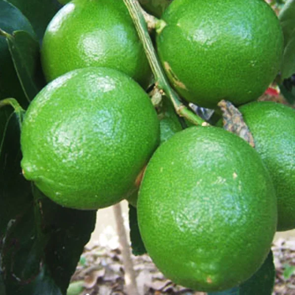 
Export good quality fresh green lime cheap price 