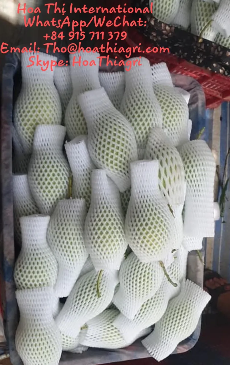 Common Cultivation  Type Green High Quality Fresh Mango Fruit 8Kgs/Carton Best Price Origin From Vietnam