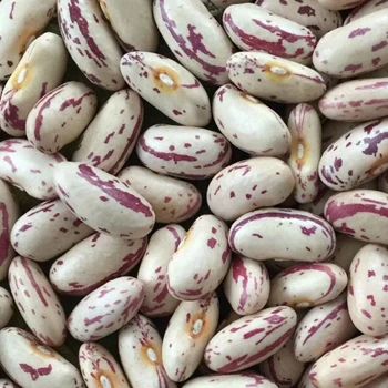 Sugar Beans Best Price Sugar Beans