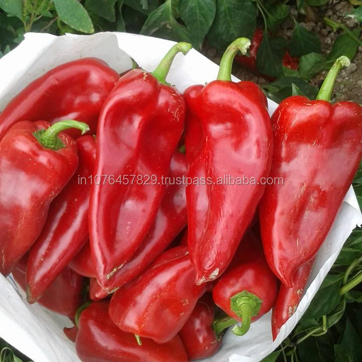 HYBRID CHILLI SEEDS