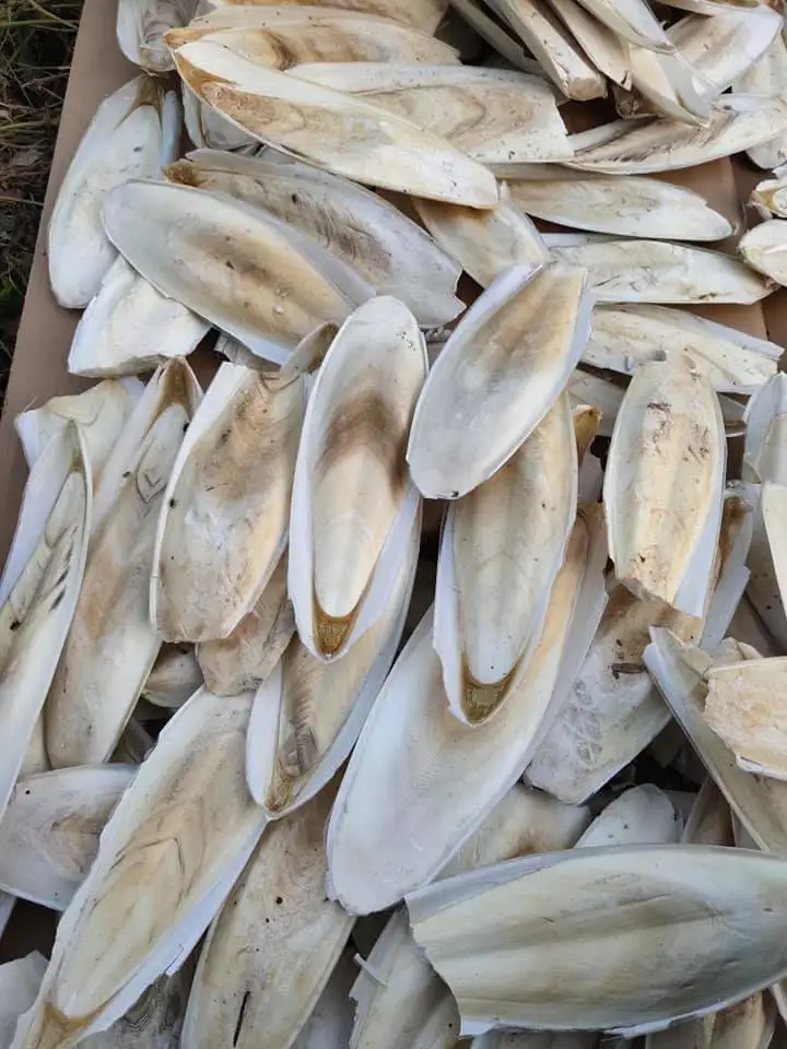 Очищенная косточка Для морской слепки высушенная для рыбы отбеленная и обрезанная