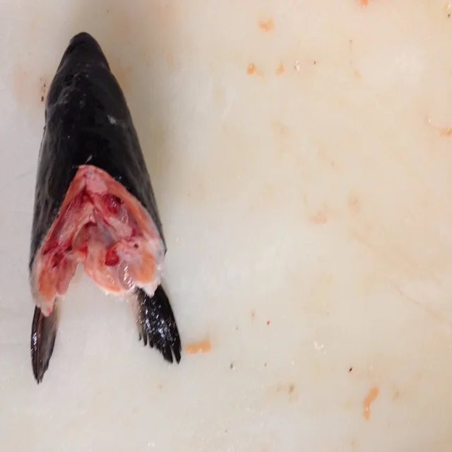 Wholesale High Quality Seafood Supplier Atlantic Salmon Heads For Sale In Cheap Price