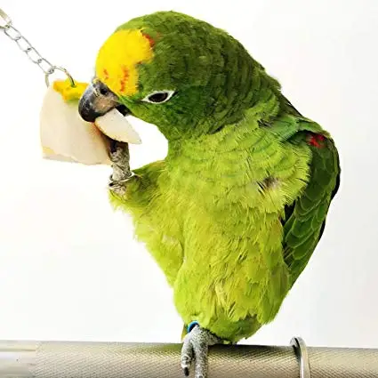 DRIED CUTTLEFISH BONE WITH MANY SIZES FROM VIETNAM / Ms.Thi Nguyen +84 988 872 713