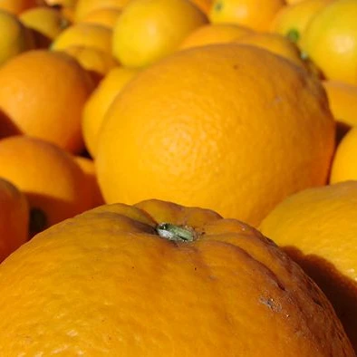 
Fresh Naval and Valencia Oranges 