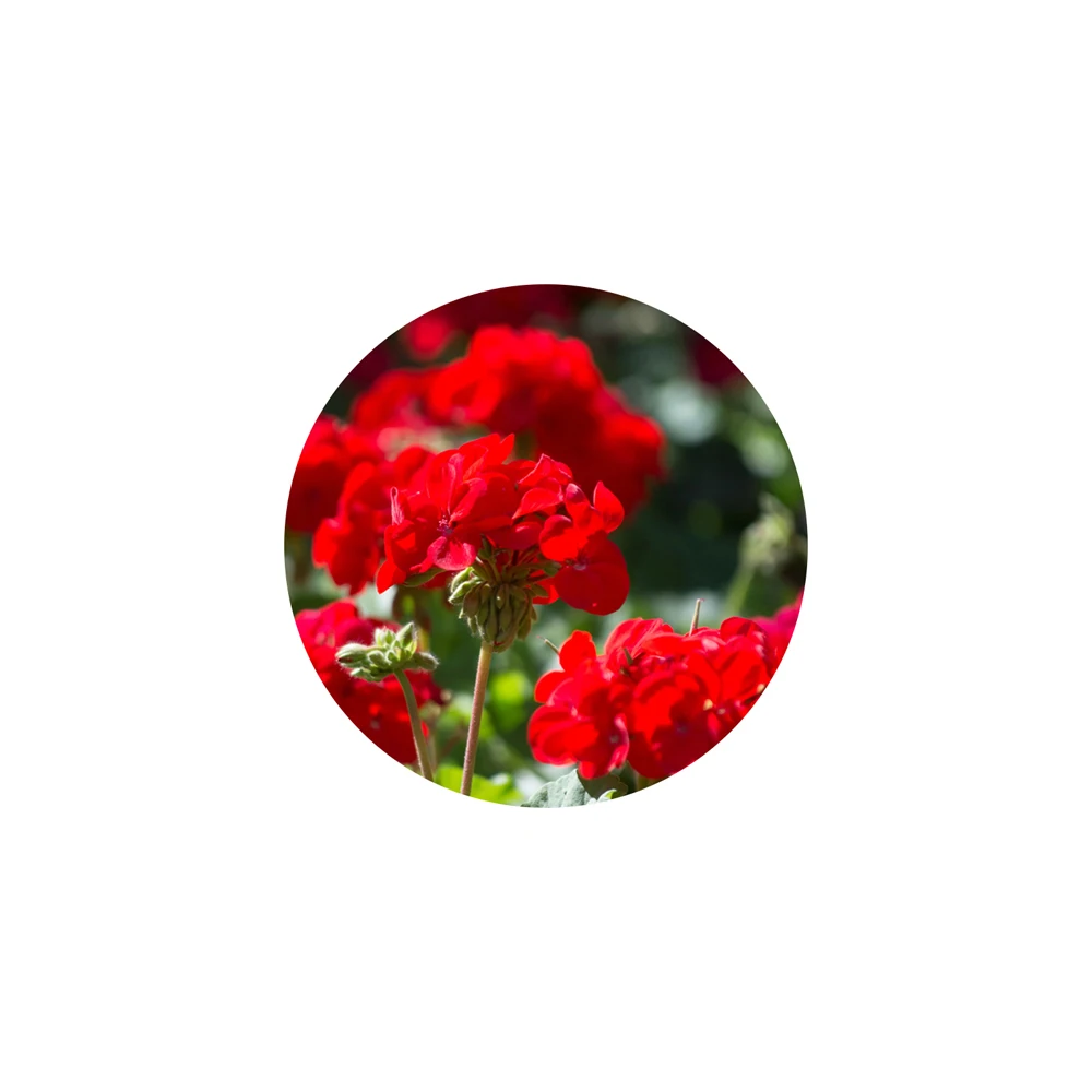 Высококачественное Эфирное масло герани для ухода за кожей по оптовой цене