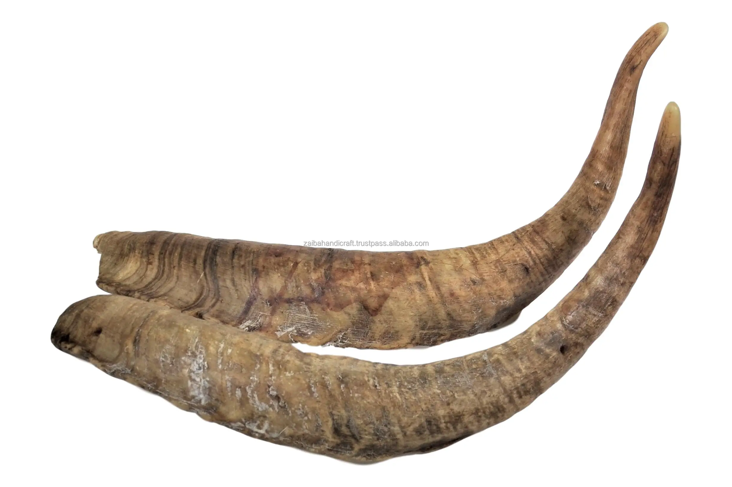  100% настоящий полированный гудок козы