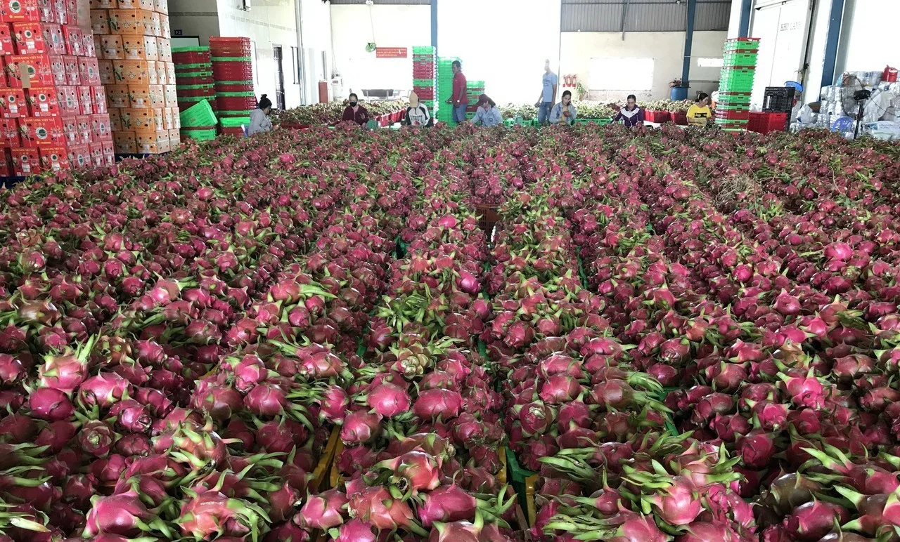 VIETNAM DRAGON FRUITS GREAT APPEARANCE FOR TRADERS WHATSAPP WECHAT VIBER 0084326572671
