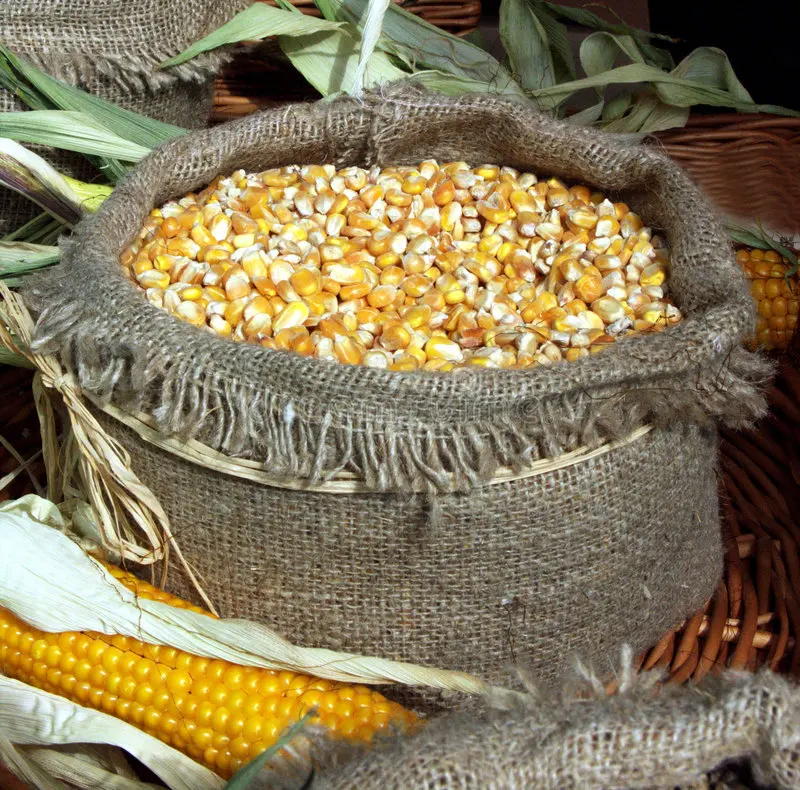 Non GMO Top quality Dried Yellow Corn - Maize Dry For Animal Feed