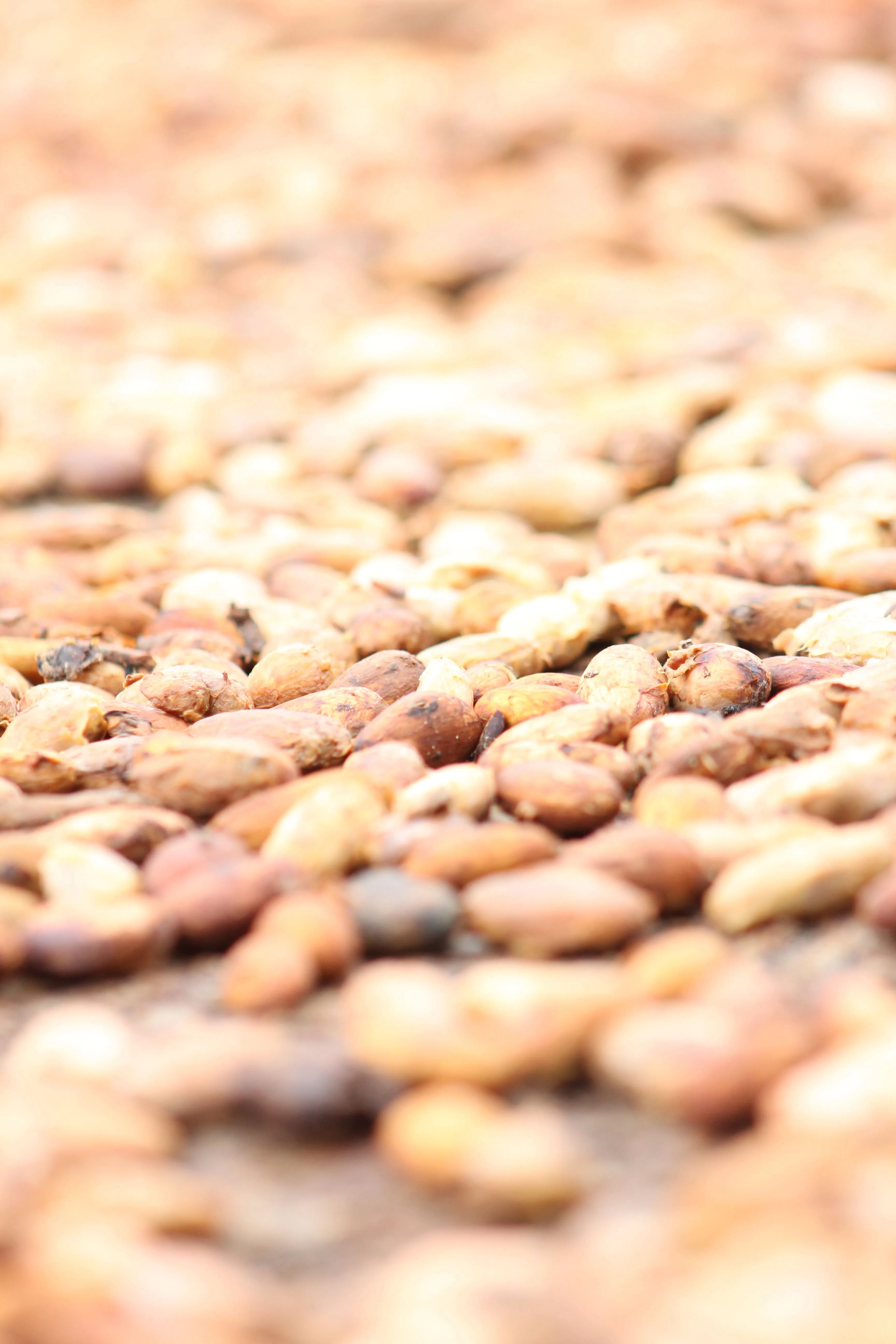 
Wholesale Price High Quality Arriba Nacional Raw Cacao Cocoa Beans From Ecuador 