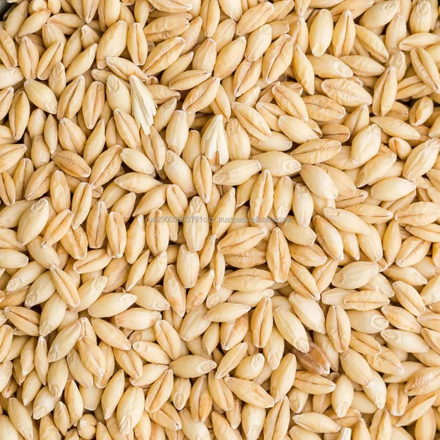 barley-2.jpg