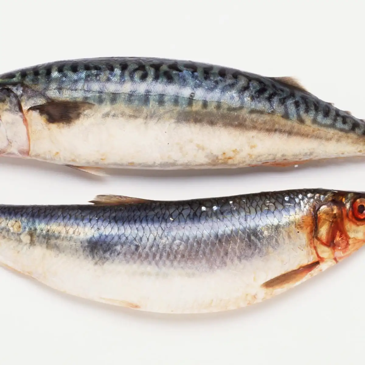 Herring Fish Dried high quality