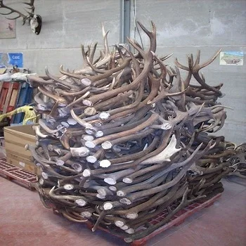 Red deer antlers 5.jpg