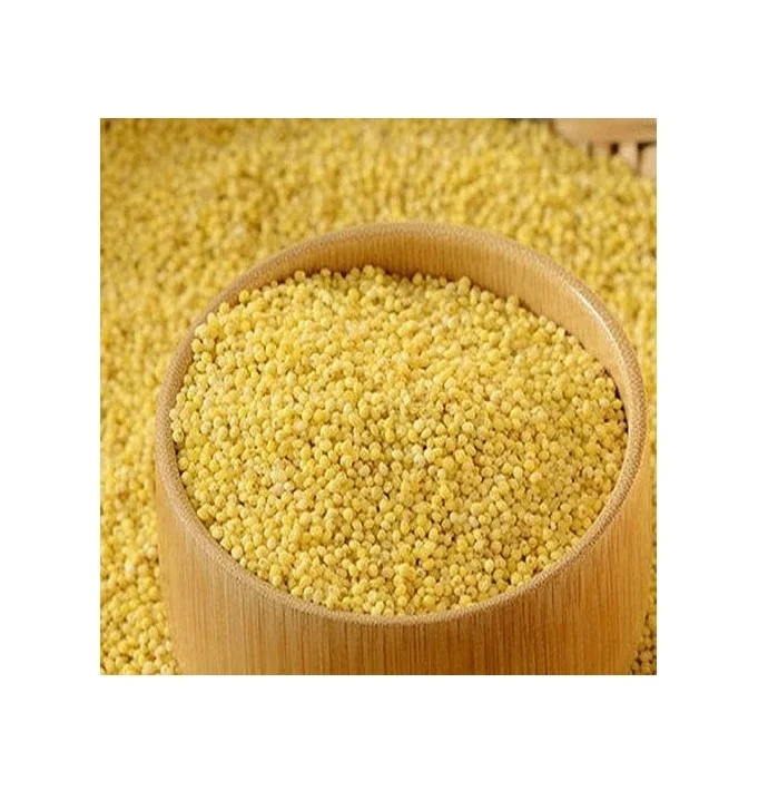 Best Selling Pure Quality Millet Reasonable Price Millet