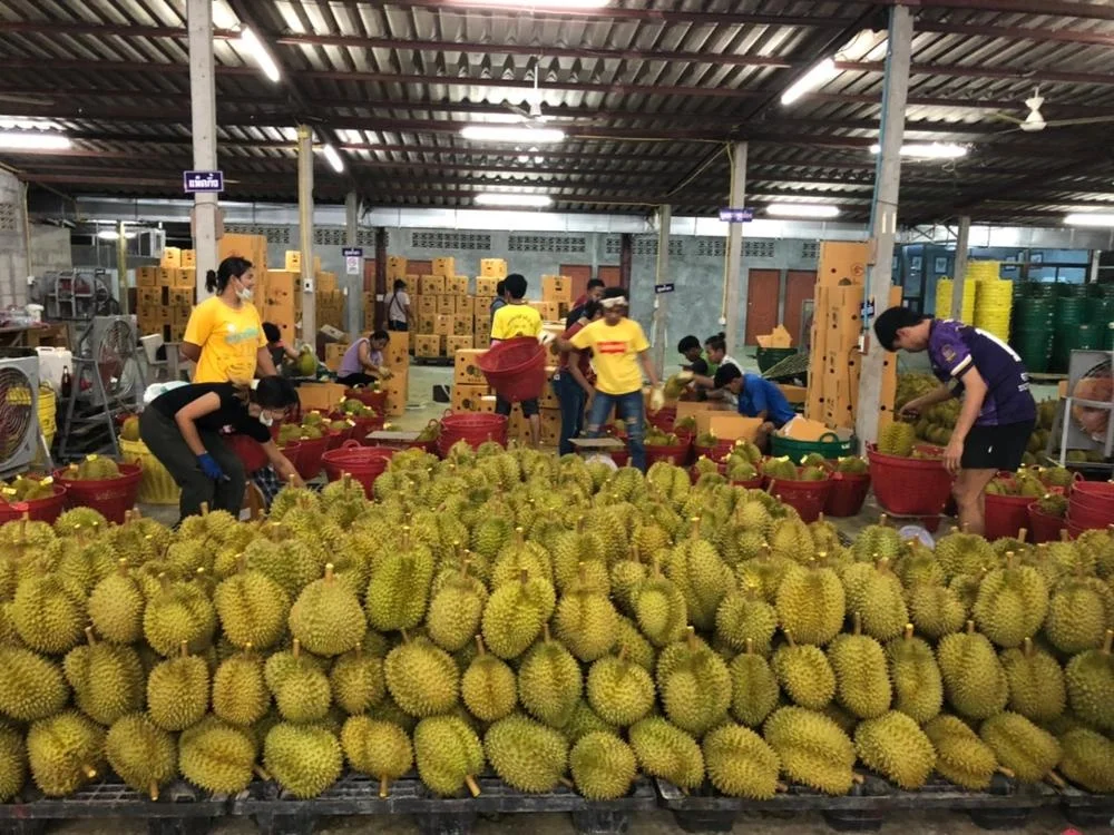 
Fresh Durian Monthong Golden Pillow Durian Thailand 