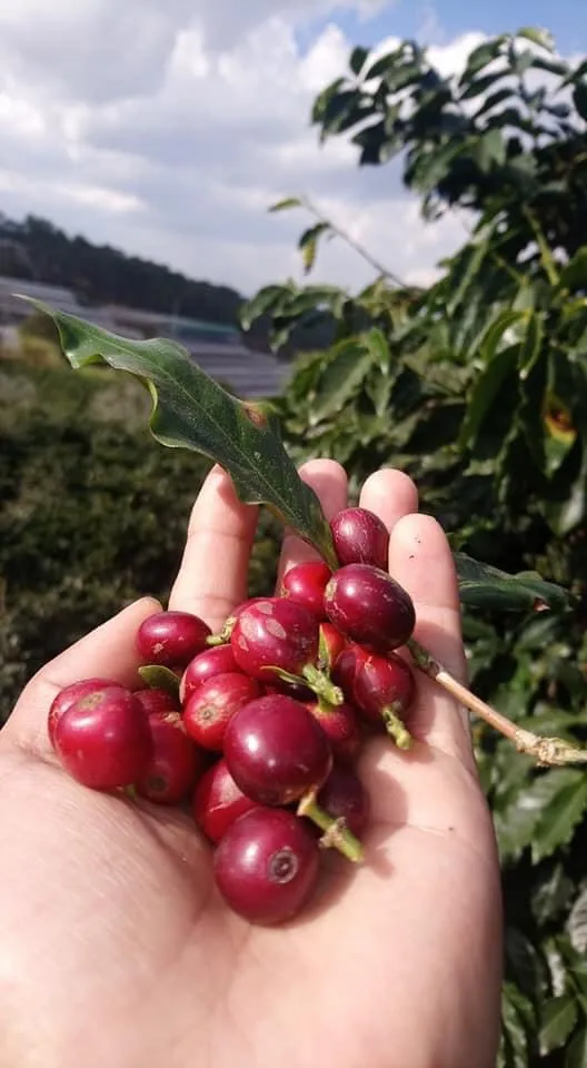 
Vietnamese ISO 2000 & HACCP Premium Grade 60kg Green Raw Coffee Beans With Best Price 