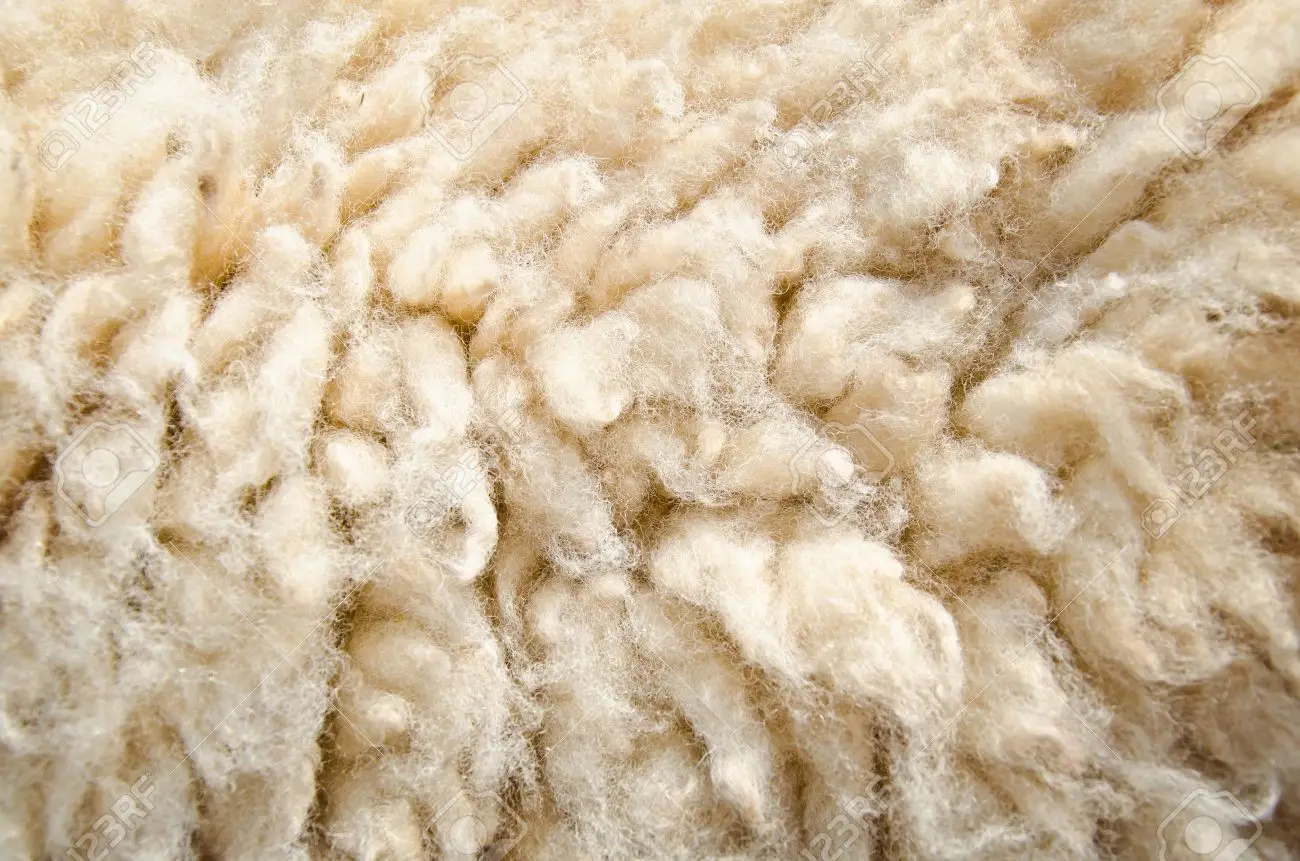 SHEEP WOOL