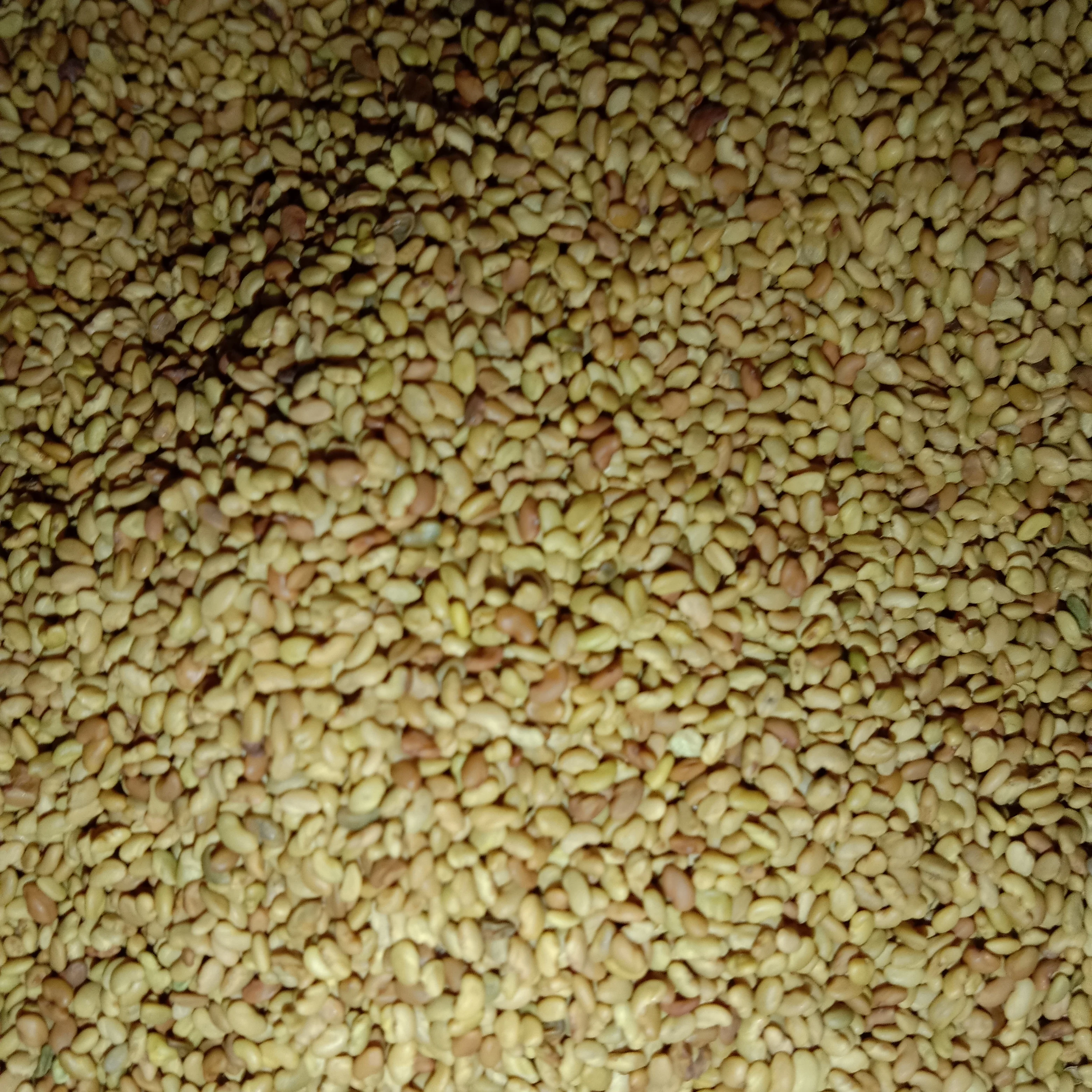 Kohenoor Alfalfa Losan/Lucerne Seeds