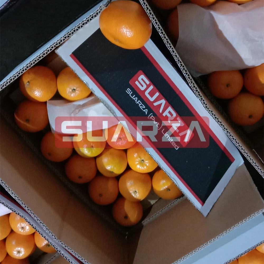 Pakistani Fresh Orange direct supplier from Pakistan