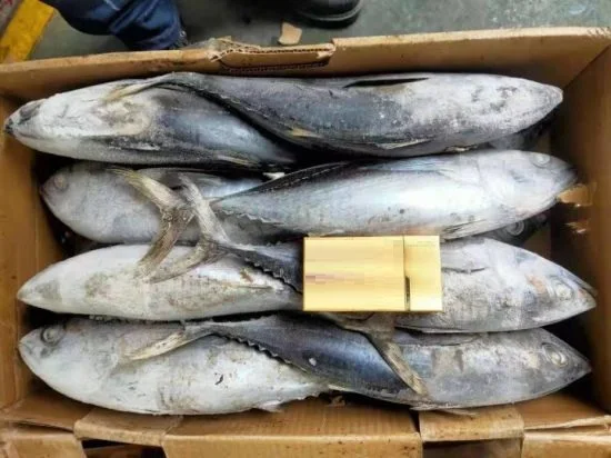 Wholesale Seafood Supplier Frozen Yellowfin Tuna For Sale In Cheap Price