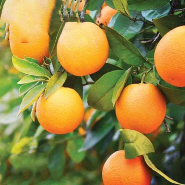 Свежая мандарина Клементина мандарин клементин из Пакистана сезон 2022