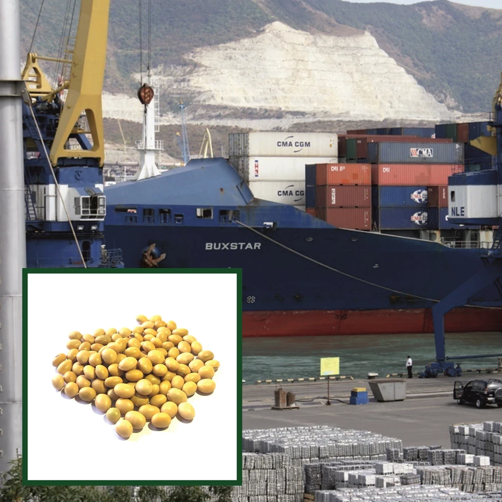 High quality soybean 25/50 kg bags or in bulk, from manufacturer