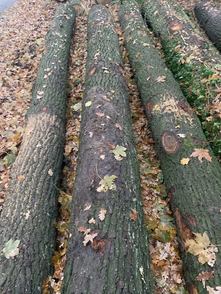 Белые бревна