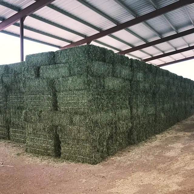 Best Quality Alfafa Hay,Timothy Hay, Alfafa in Bales