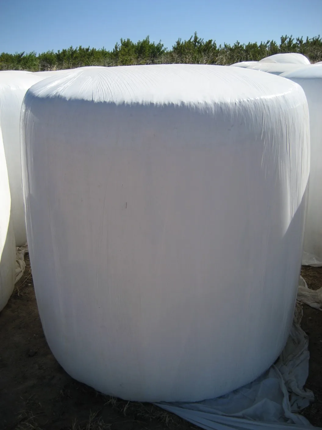 Silage of alfalfa and corn