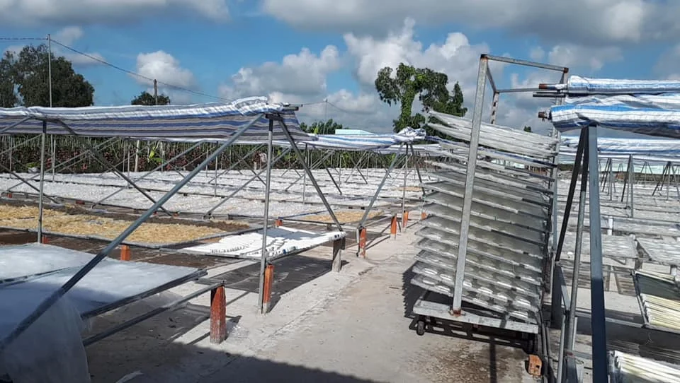  Природа PANGASIUS трубка Тип рыбы MAW-Лучшая цена