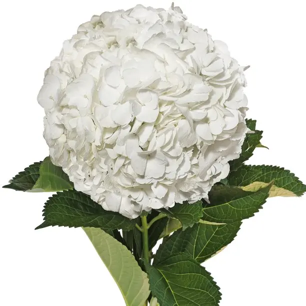 Real fresh cut Hydrangea premium quality select size (16/17) cm white fresh flowers decorative flowers