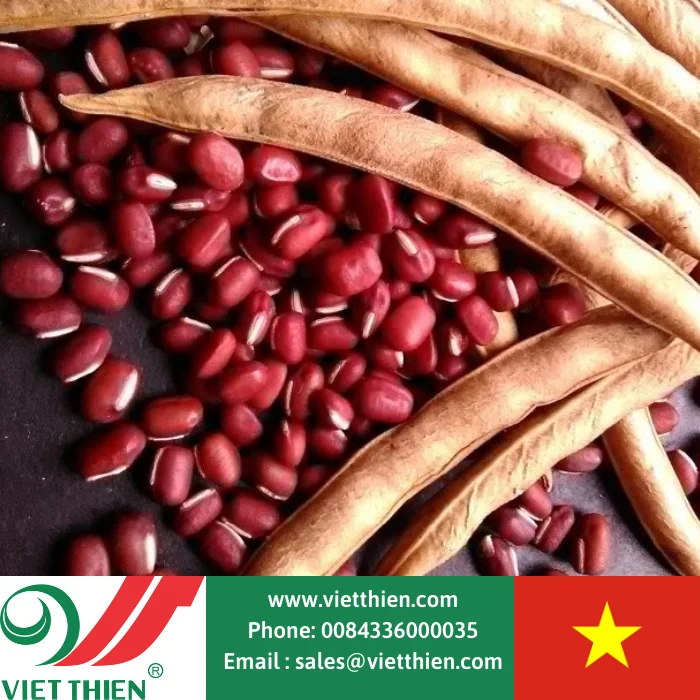 Vietnamese red beans high quality large production capacity specializes in exporting large quantities at wholesale prices
