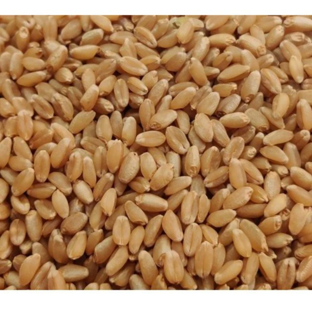 Bulk Wheat Grain Indian Sortex Wheat
