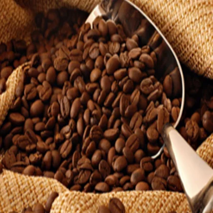 
clean chocolate arabica coffee beans for sale cheap 