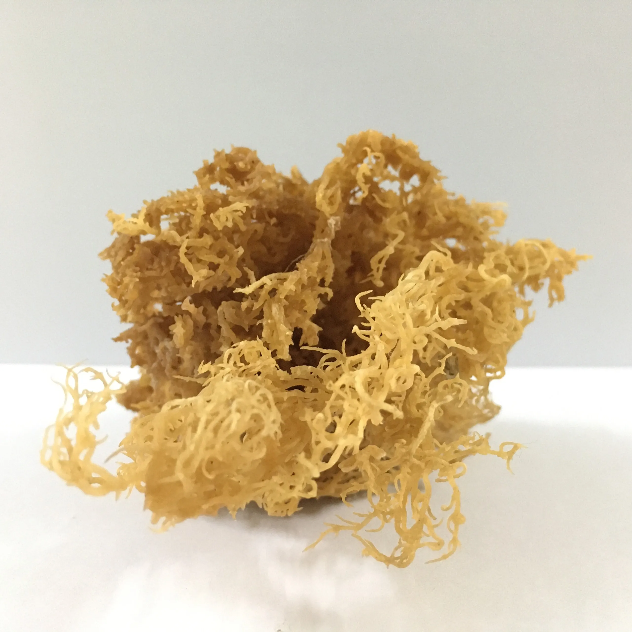 Сушеные водоросли Eucheuma Cottonii из Вьетнама/Высококачественный ирландский морской Мох/мс. Лима + 84 346565938