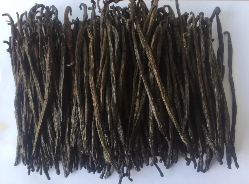 RENDAH PLANIFOLIA GRADE-2 16-17CM VANILLA BEANS for EXTRACTION Best Quality Indonesian Hot Selling Bourbon Reasonable Best Price