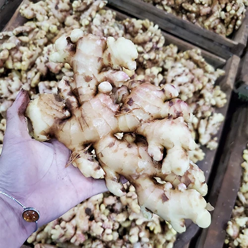 Имбирь высокого качества вьетнамский имбирь 100% Органические свежие Имбирные продукты и напитки одиночные специи приправа