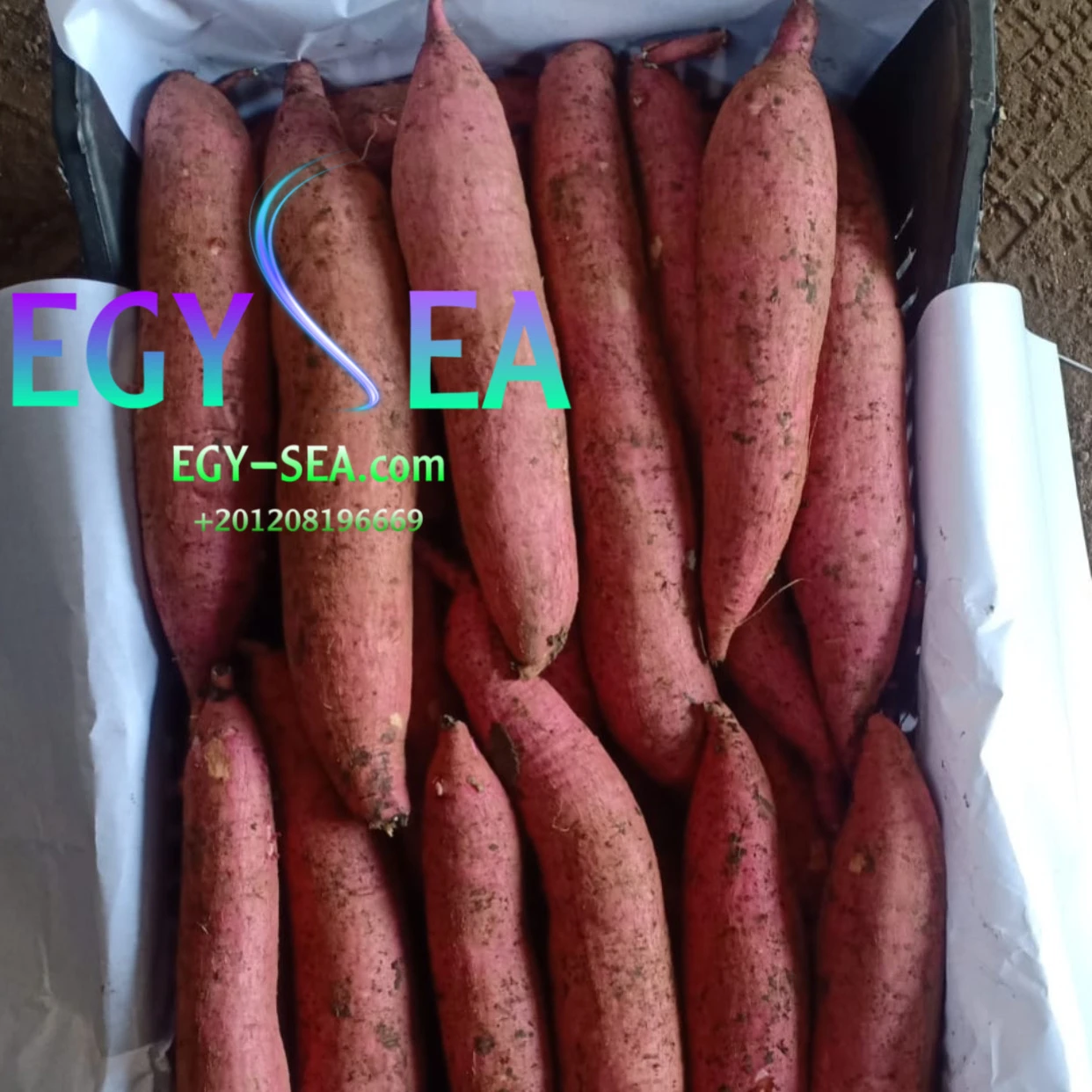 Fresh high quality Egyptian Sweet Potatoes ready to export