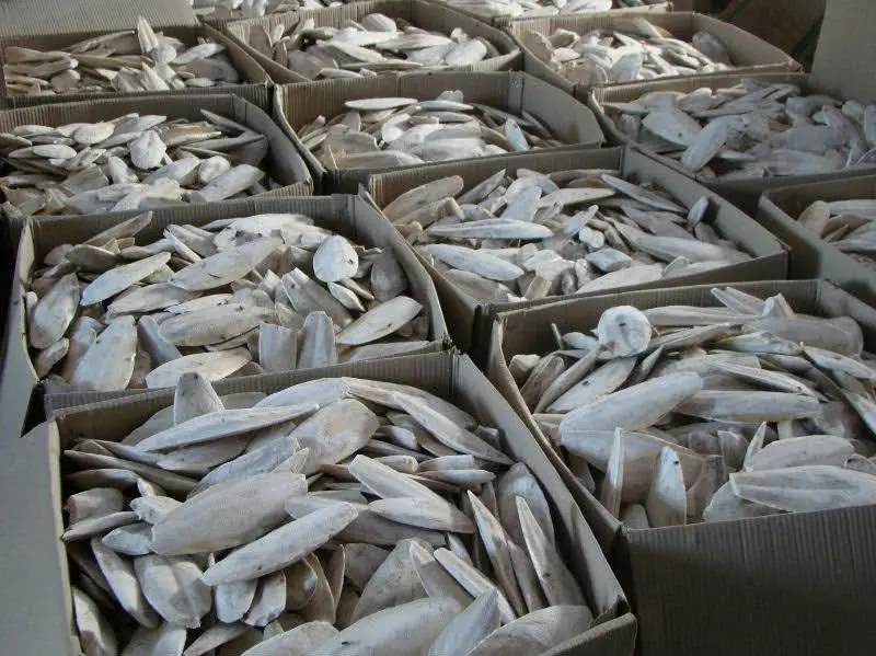 100% Natural Cuttlefish Cuttle Fish Bone Parrotts Birds feed EU Approval Number  (WS: 0084987731263)