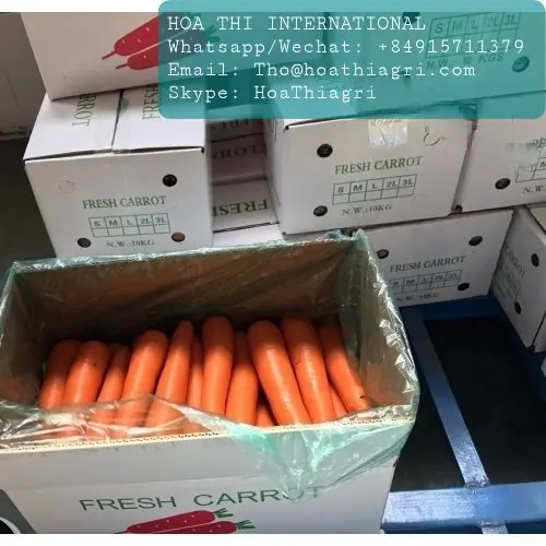 12 Months Shell Life 0.15kg Carton Boxes Packaging Common Cultivation Type Fresh Carrots Origin From Vietnam