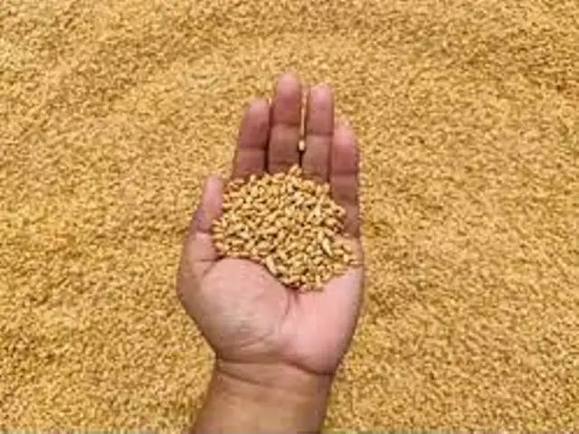 Измельчение пшеницы зерна мягкая Твердая