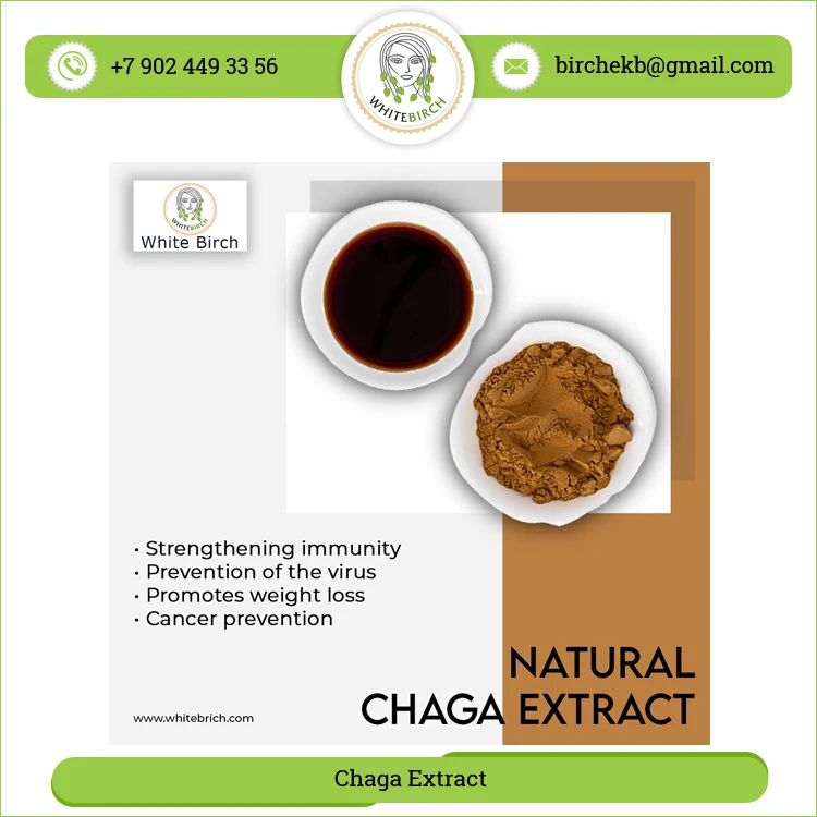 Huge Demand Bulk Selling Superb Health Benefits Herbal Chaga Mushrooms Extract Powder at Low Market Price