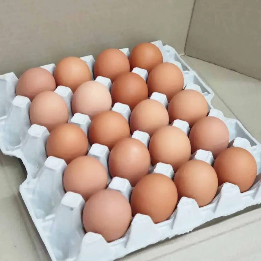 Exporters of Fresh chicken table eggs