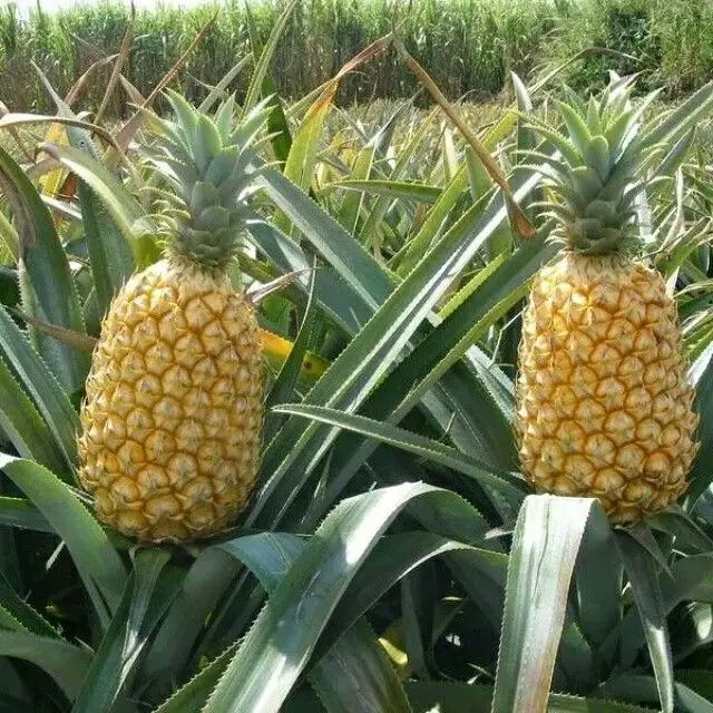 Свежий